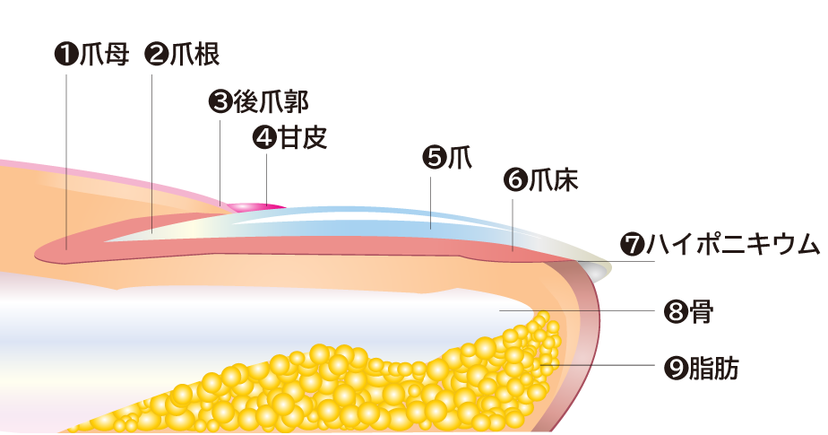 ブログ画像 | 爪の構造イラスト