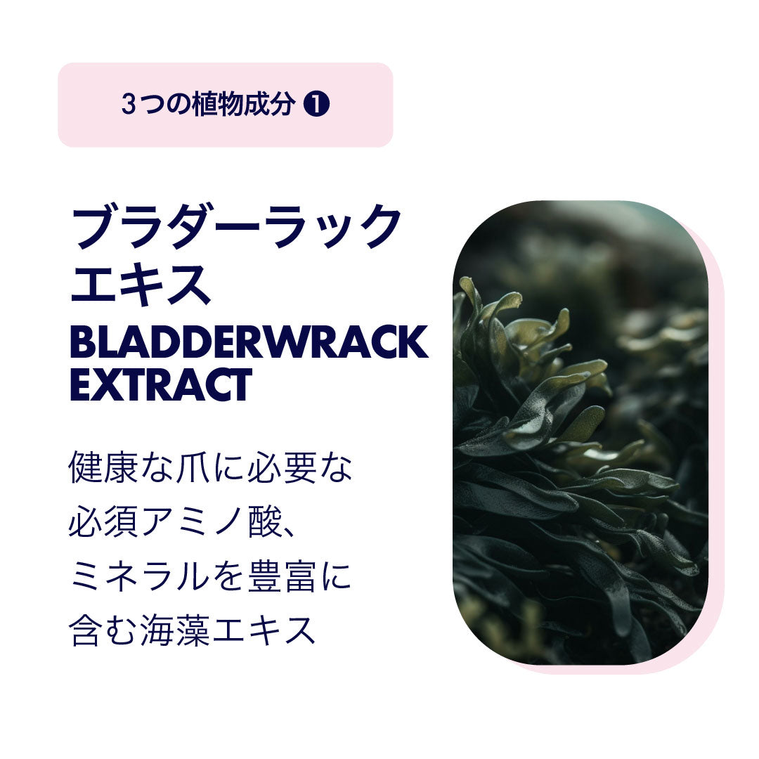 ブラダーラックエキス画像