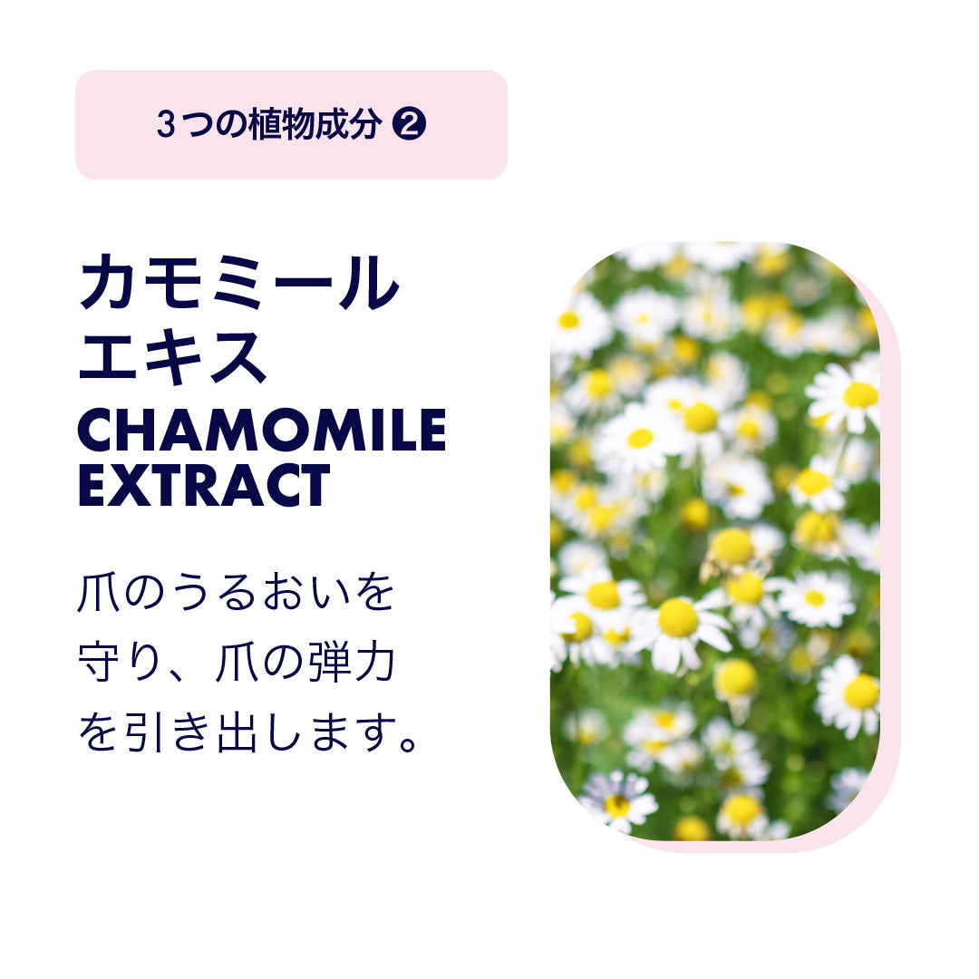 カモミールエキス画像